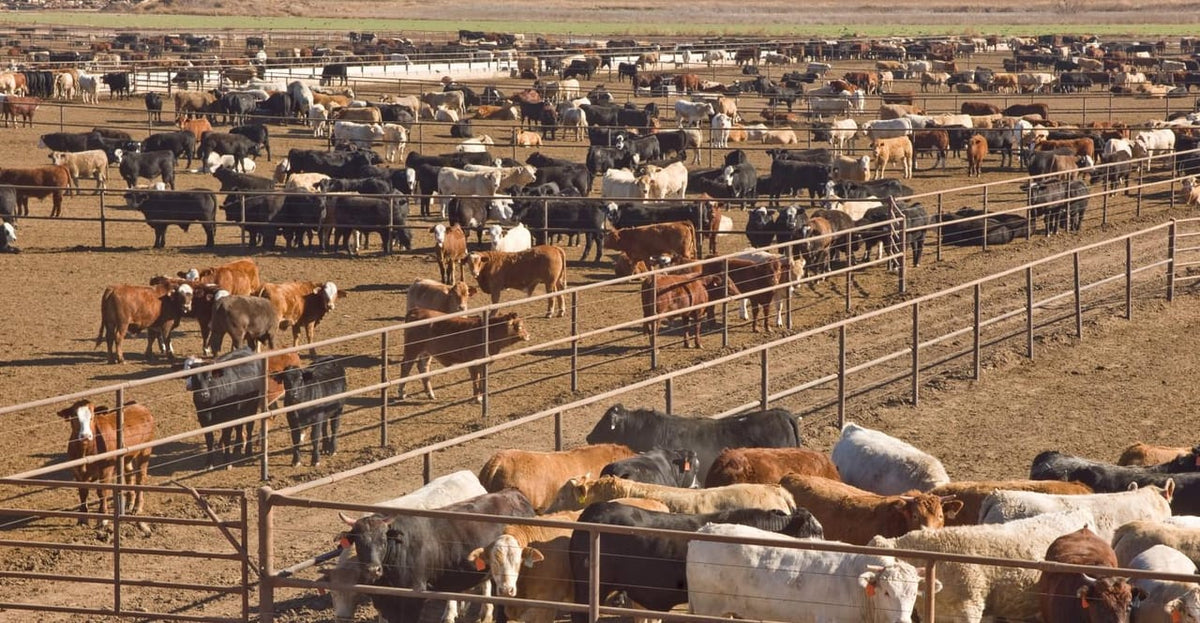 Panel de feedlot