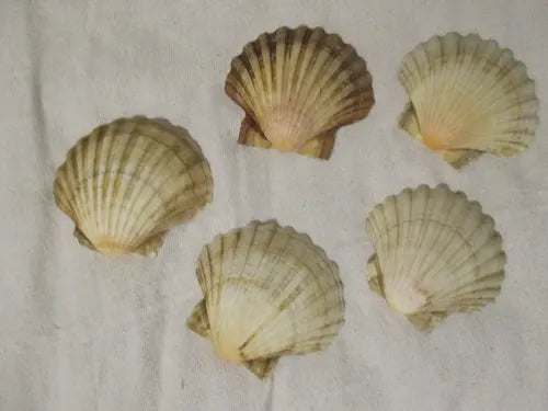Coladora de coquilla