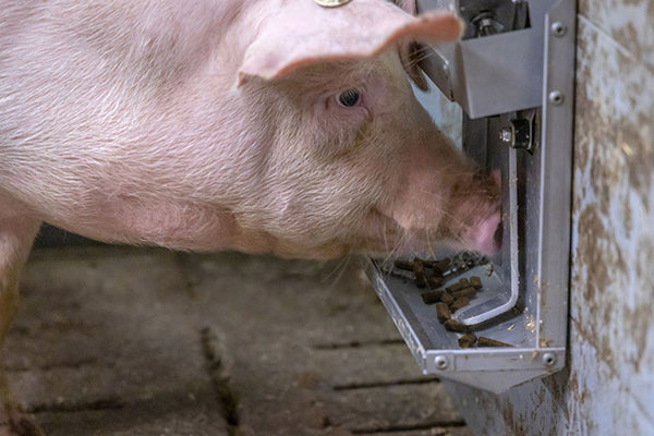 Dispensador de pellets para porcinos