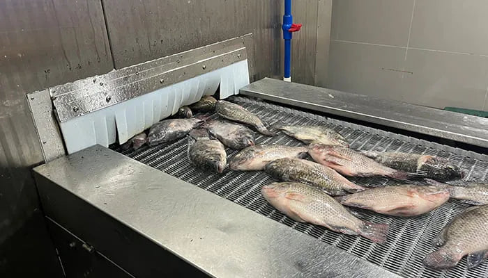 Glaseadora de pescado