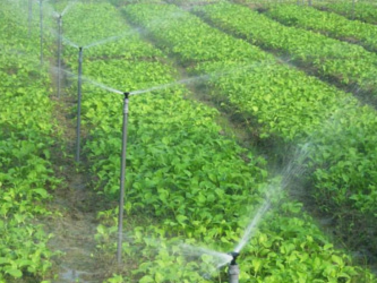 Cultivo y mantenimiento (búsquedas en control de plagas y riego)