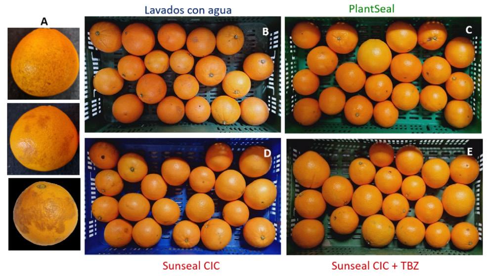Cosecha y poscosecha (crecimiento en automatización para rendimientos)