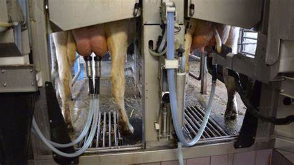 Robot de ordeño grupal