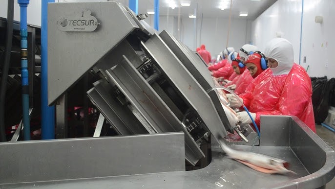 Máquina evisceradora (gutting machine)