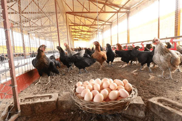 Búnker elevado para aves de corral
